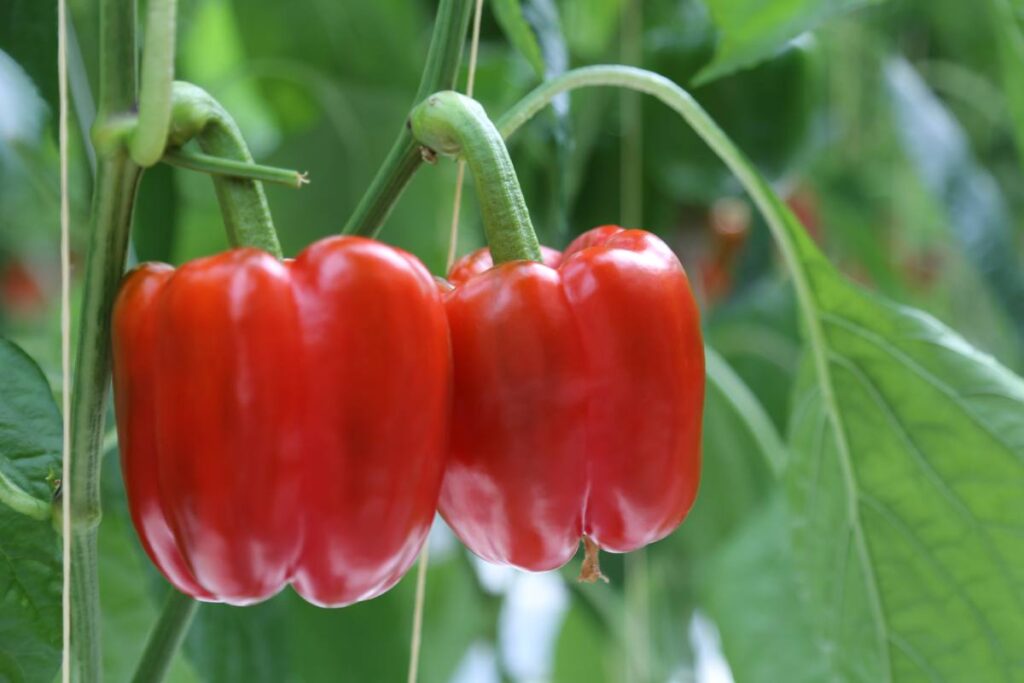 Oppy and Perpetual Vegetable Co. expand greenhouse program with additional lighting and ongoing crop trials