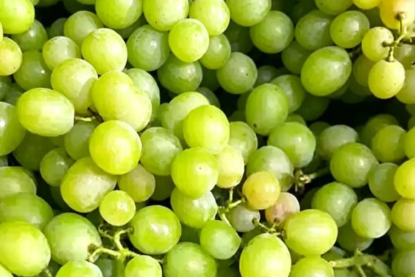 peppercorn table grape 
