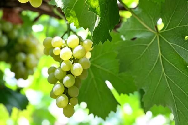 peppercorn table grape 