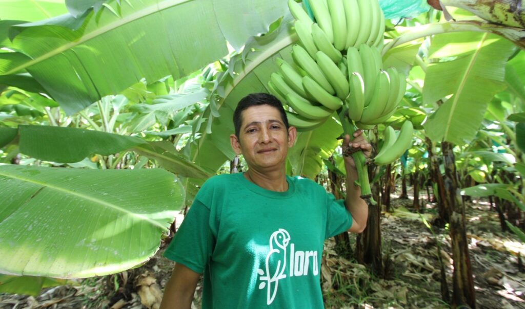 Organic Peruvian banana exports hit $71M in early 2026