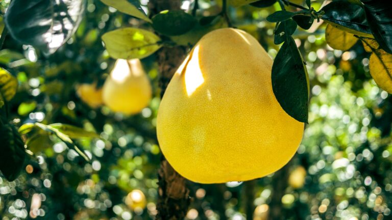 European pear