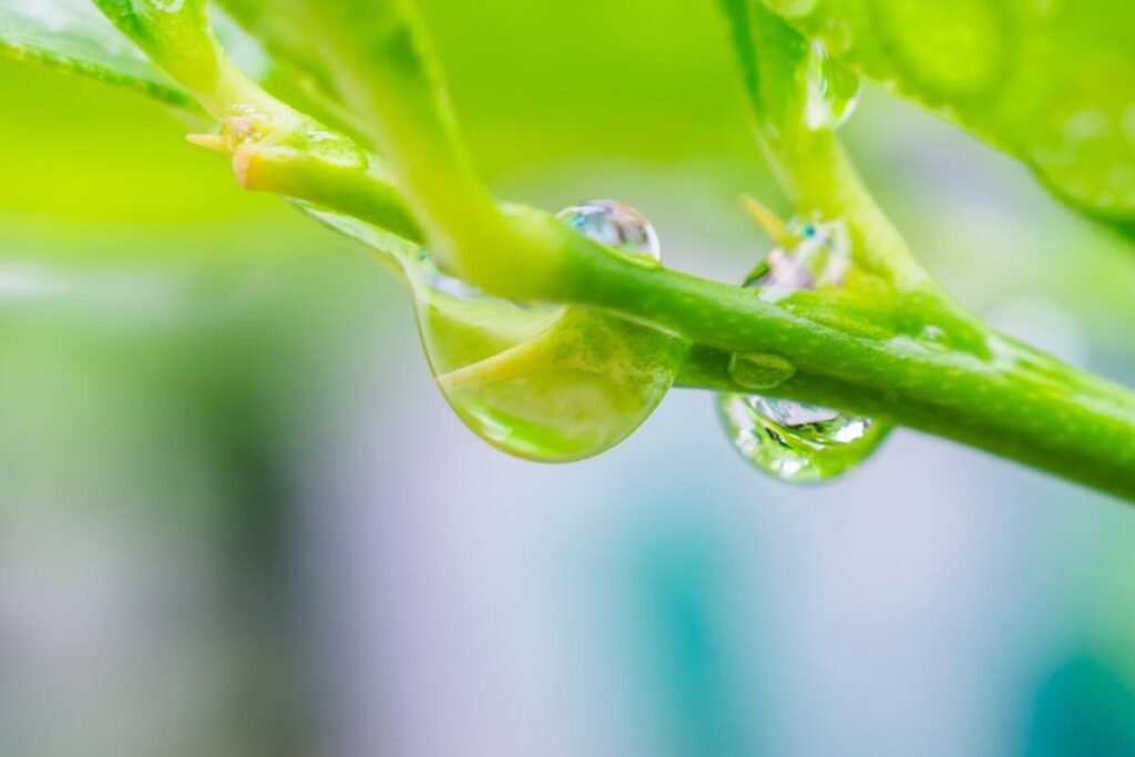 Late spring rains, frosts, and extreme heat are threatening the Chilean fruit season