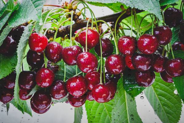 rained on cherries potentially in chile