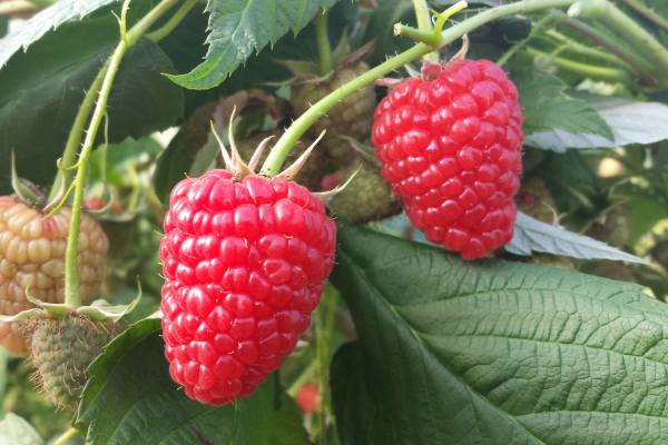 raspberries planasa