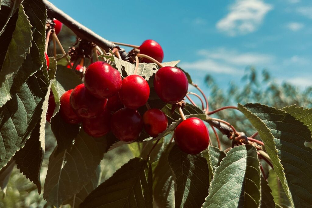 Global cherry crop rebounds as US production falls 22 percent