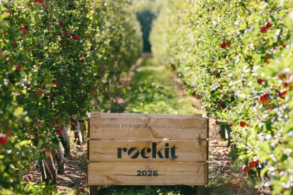 Rockit apples