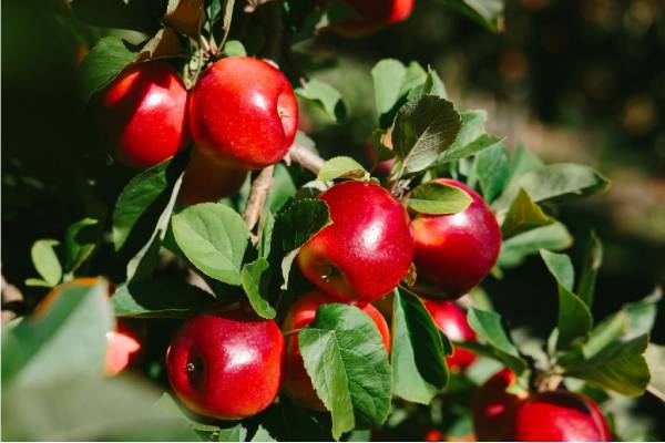 rockit apples