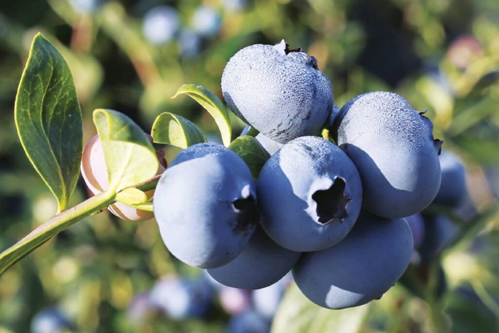 Sekoya looks to extend premium blueberry supply across China’s growing regions