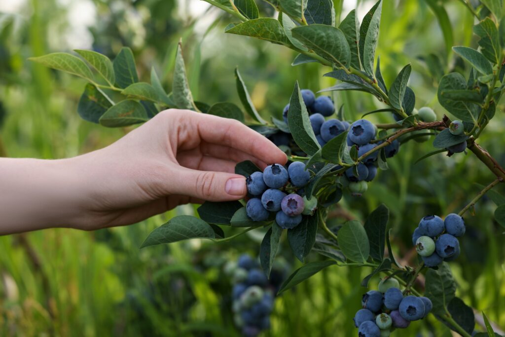 The new era of blueberry genetics: Innovations and market outlook for new variety releases – Part 1