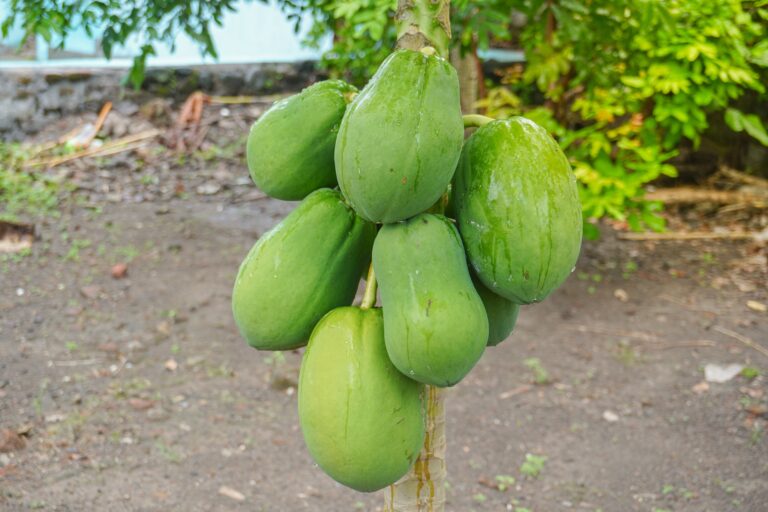 Dwarf papaya cultivation