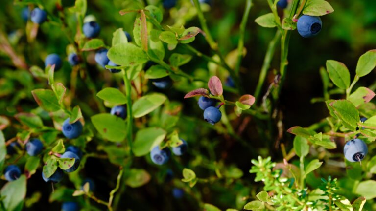 Blueberry genetics
