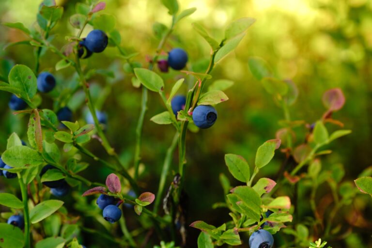 Blueberry genetics