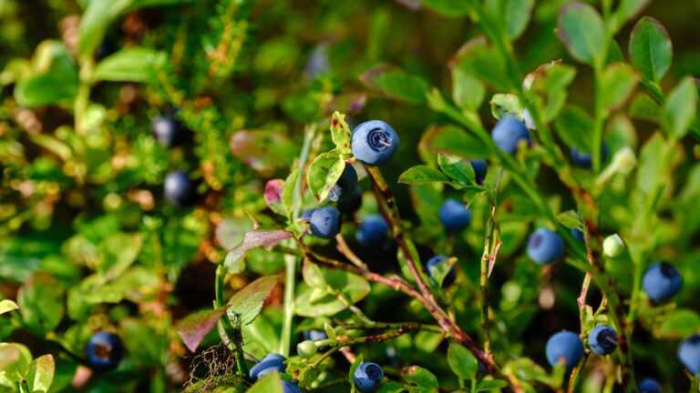 Blueberry genetics