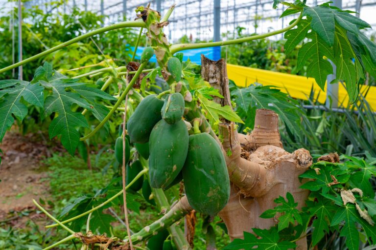 Dwarf papaya cultivation