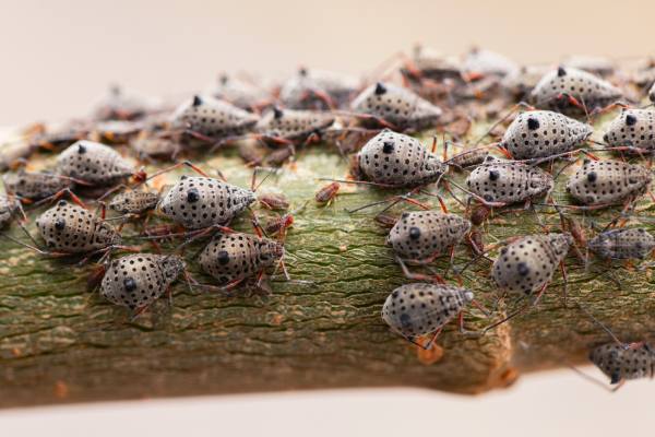 Spotted lanternfly