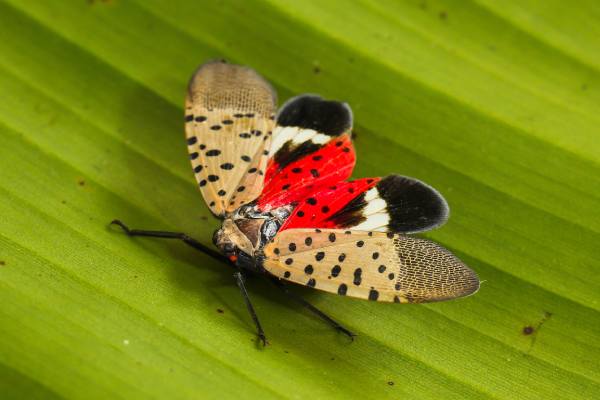 Spotted lanternfly