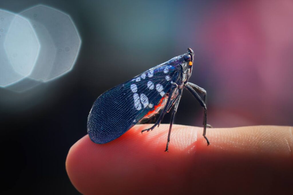 Lanternflies are a real threat to grapes on the East Coast. Here's how science is fighting back.