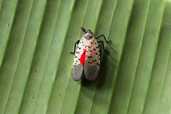 Spotted lanternfly