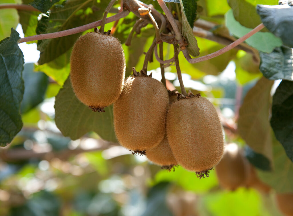 Chilean kiwifruit eyes India expansion