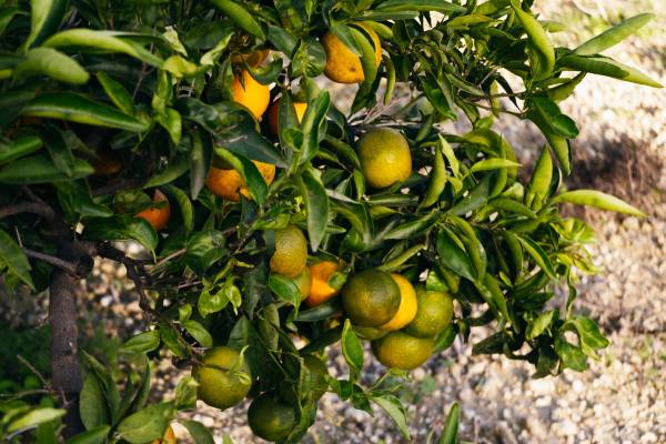 Valencia oranges