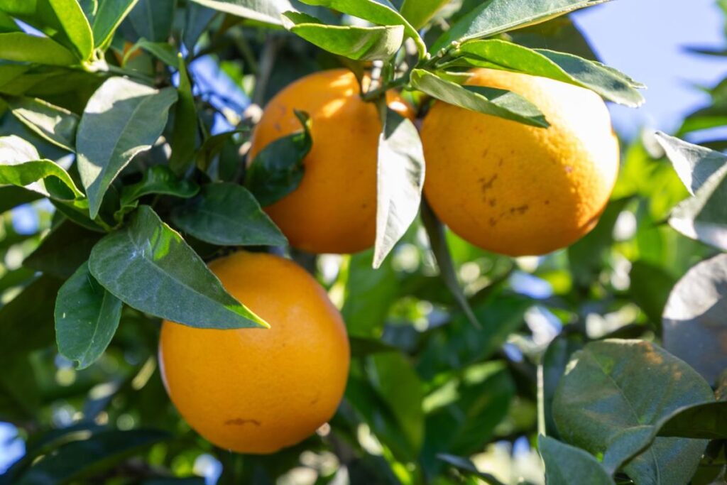 South Africa puts early end to Valencia orange exports to Europe 
