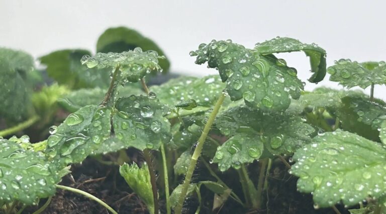 heat tolerance in strawberries