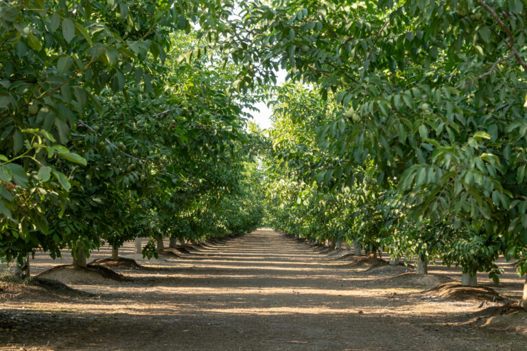 California walnut farm