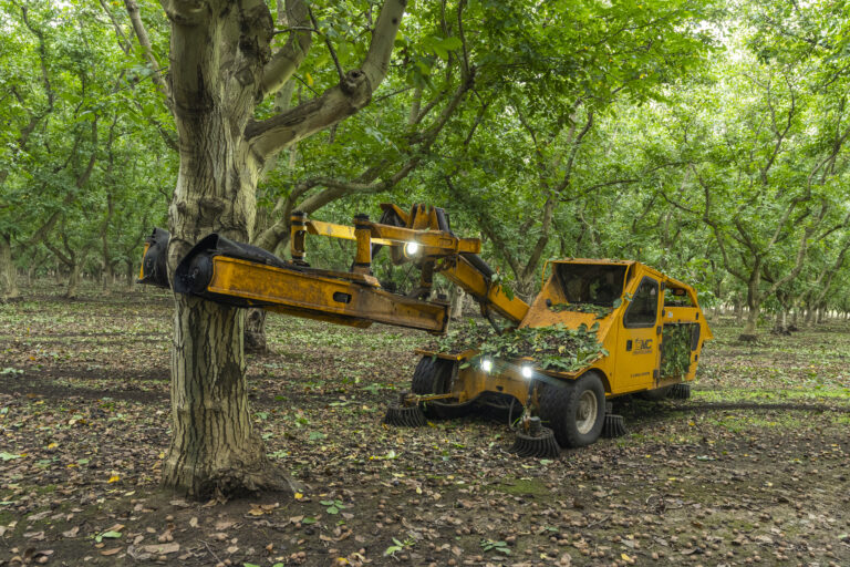 California walnut picking