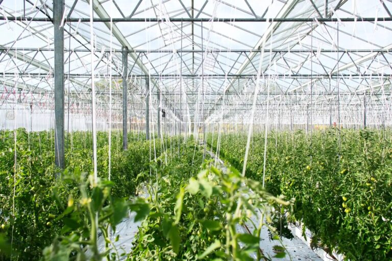 heat tolerance in strawberries