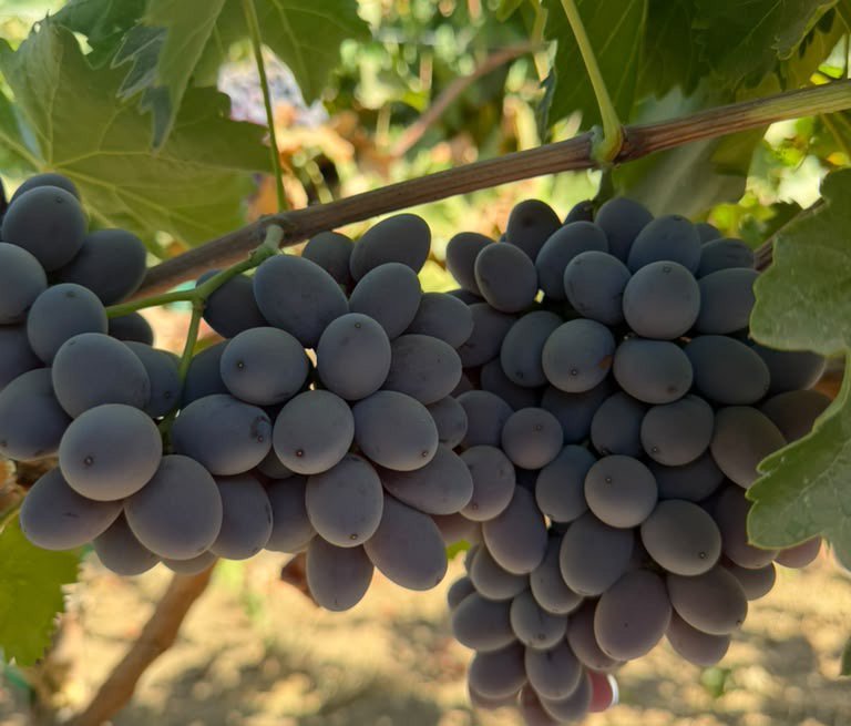 California table grapes - Sunny Cal Farms