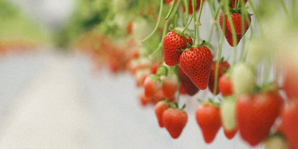 French-Dutch partnership tackles heat tolerance in strawberries
