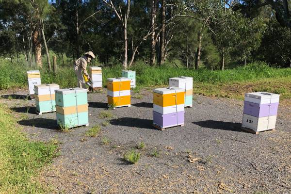 beehives