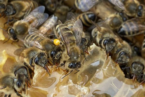 beehive