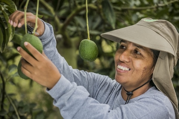 Camposol avocados