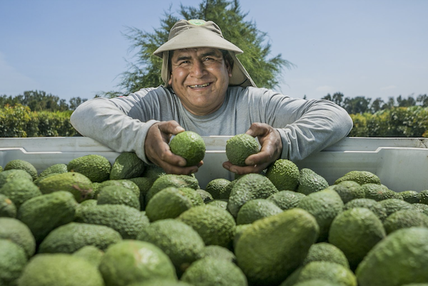 Camposol avocados