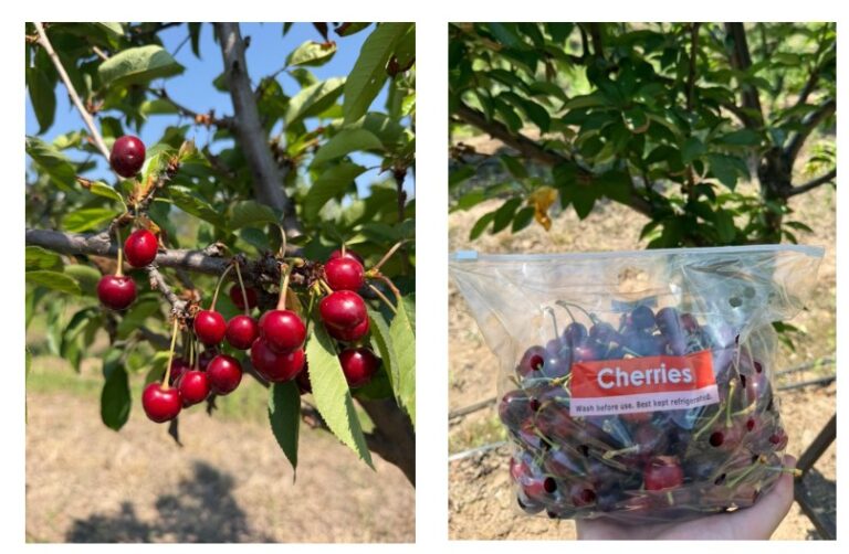 Argentina’s ultra-early cherry