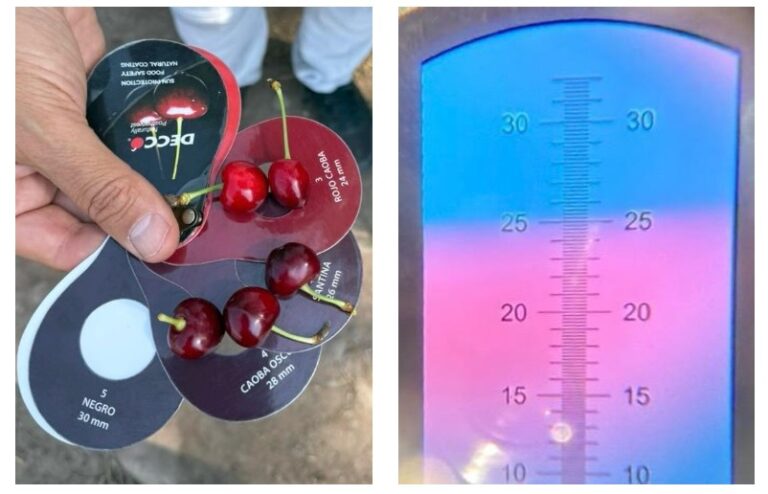 Argentina’s ultra-early cherry