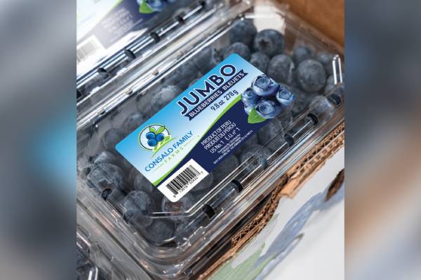 Consalo family farms blueberries