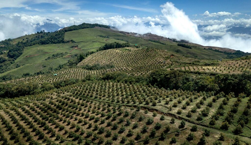 Colombian Hass avocado industry pushes for productivity amid six percent acreage uptick