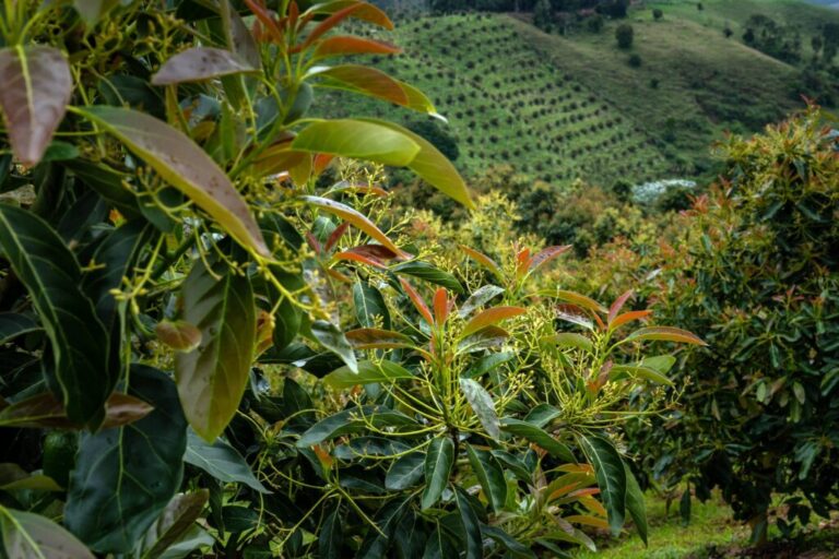 Colombian Hass avocado