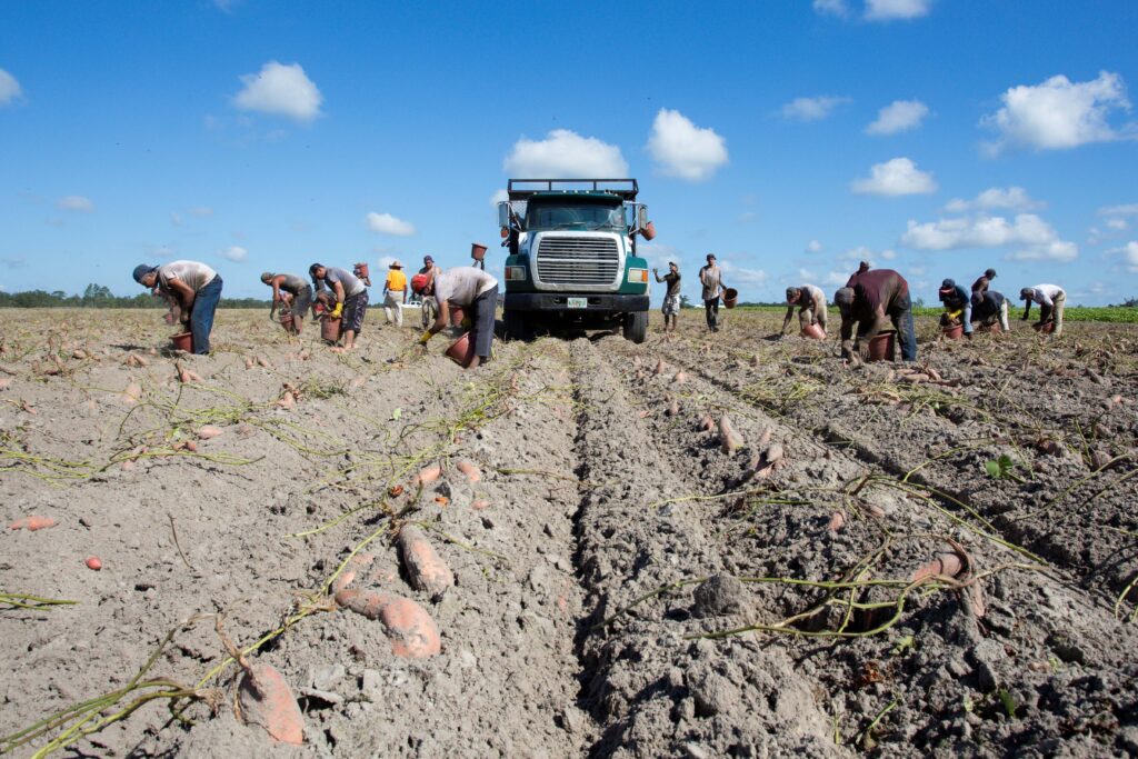 The ag industry’s biggest pain: University of Florida researchers tackle workplace strain