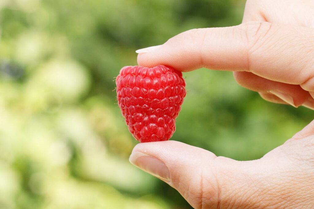 Fall Creek gets exclusive rights for EasyRose ‘ALEL101’ raspberry