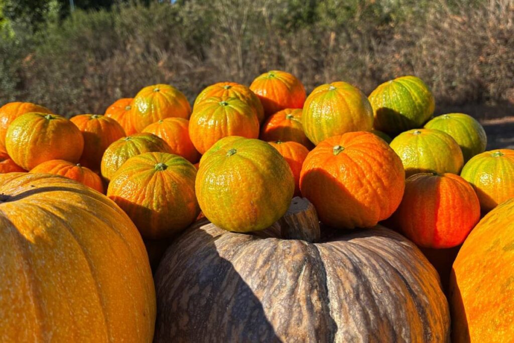 HALLOWEENA returns for its fourth season with new markets, new formats and a platform for growth