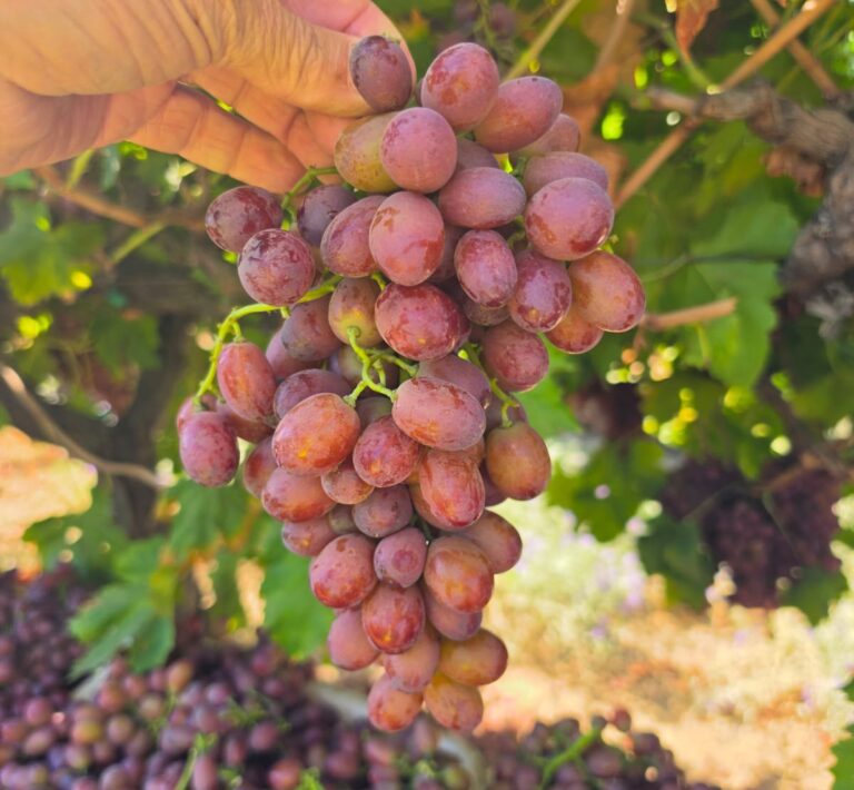 California table grapes - Sunny Cal Farms