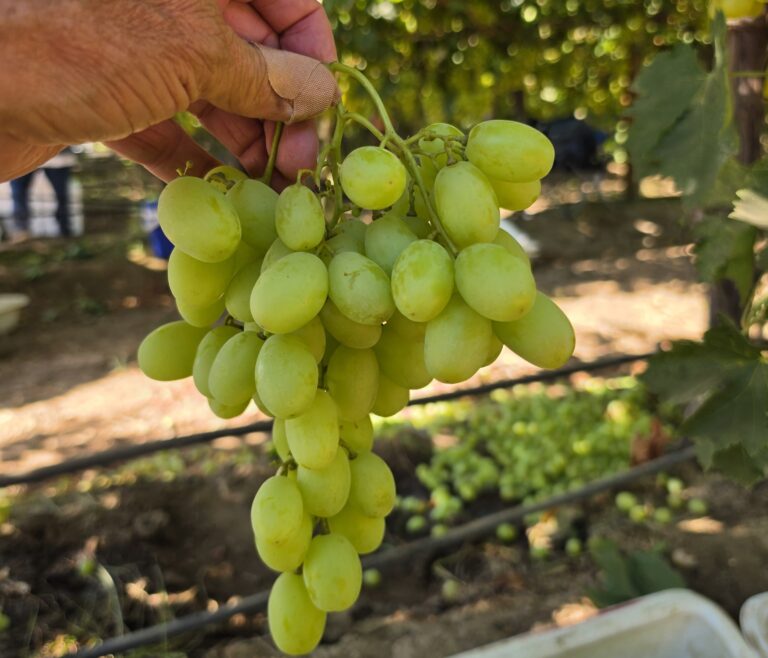 California table grapes - Sunny Cal Farms
