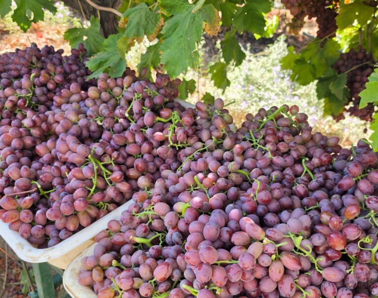 California table grapes - Sunny Cal Farms