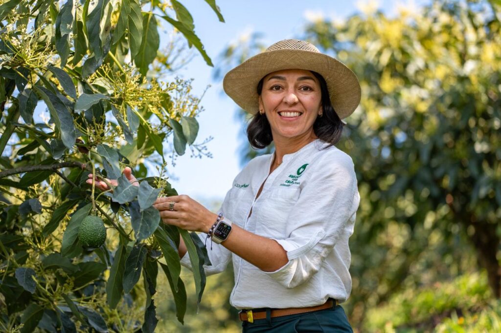 Colombian Hass avocado looks to the future amid export decline 