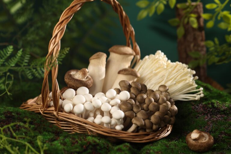 Chinese mushroom in Saudi Arabia