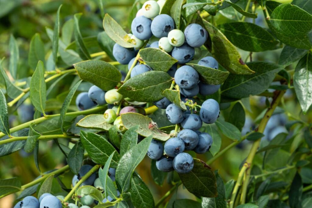 Meet OBG-Belair, Oregon Blueberry’s newest high-yield, mid-chill, large-to-jumbo cultivar