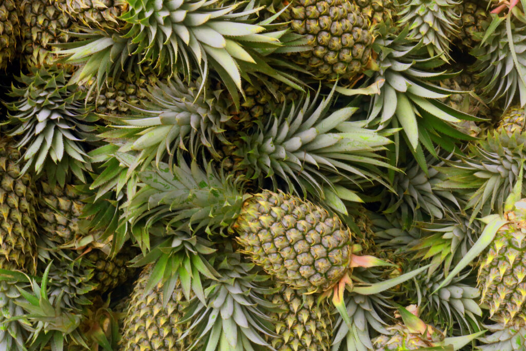 JBT Marel’s flowable wax promises to streamline pineapple packing operations